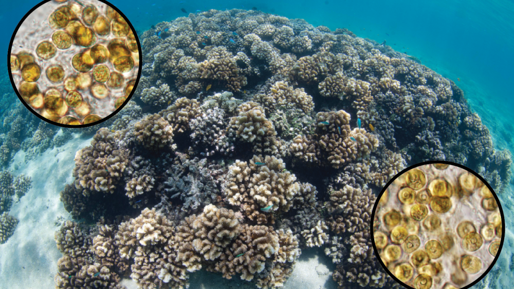 Widespread coral-algae symbioses endured historical climate changes